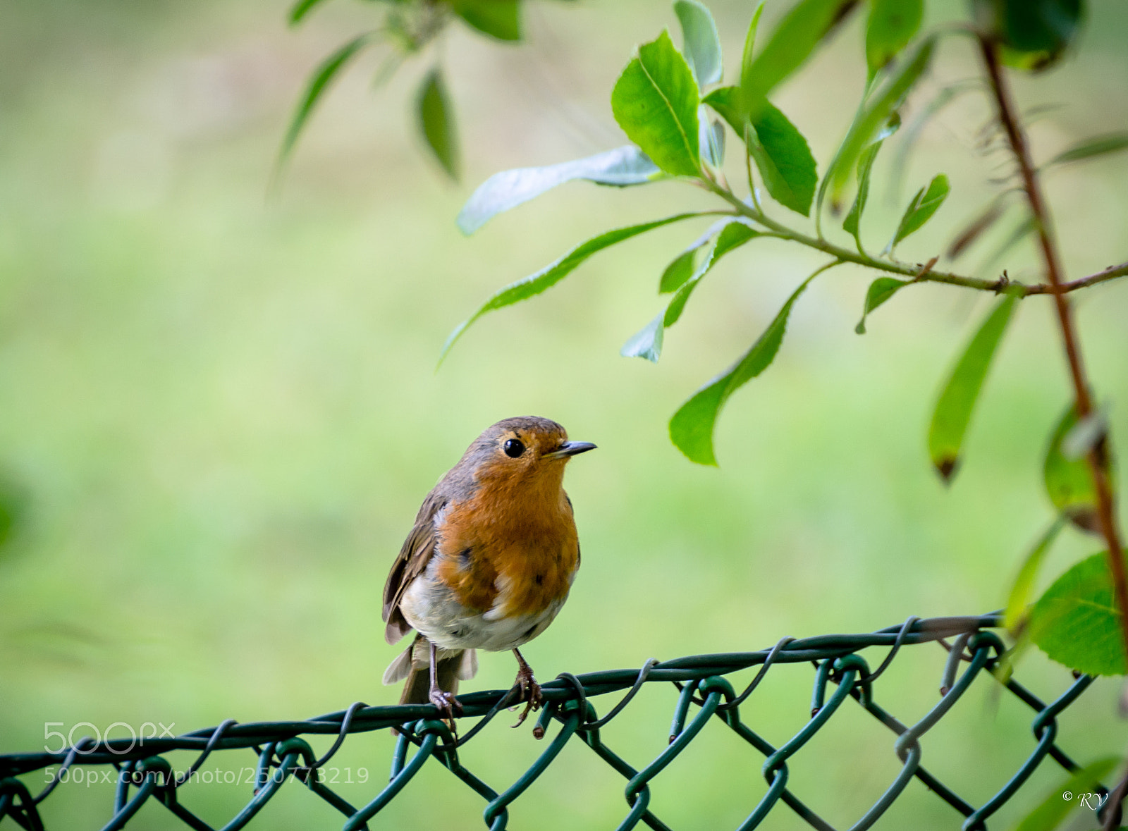 Nikon D5100 sample photo. Passer photography