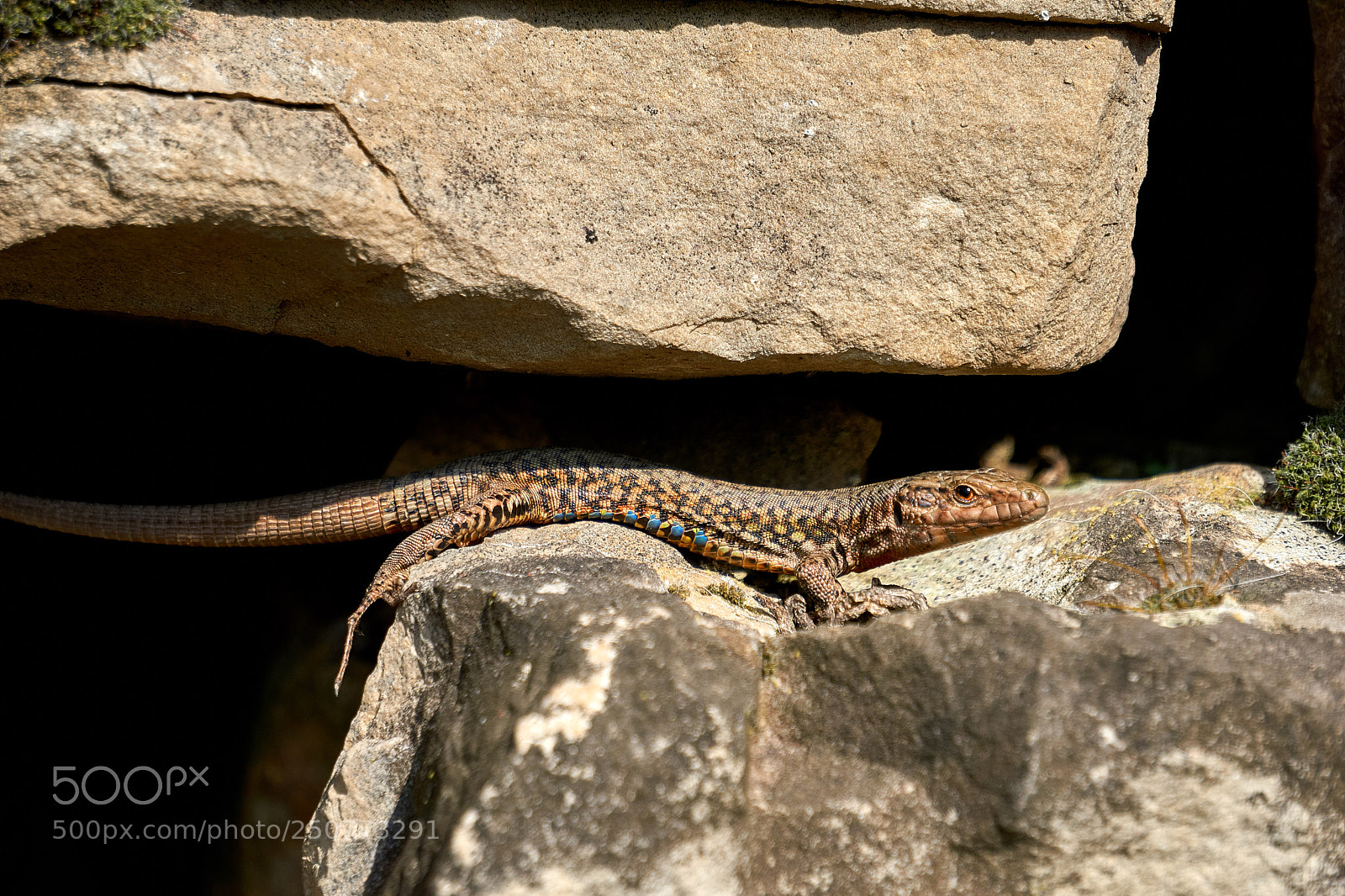 Sony a6000 sample photo. Sunbathing photography