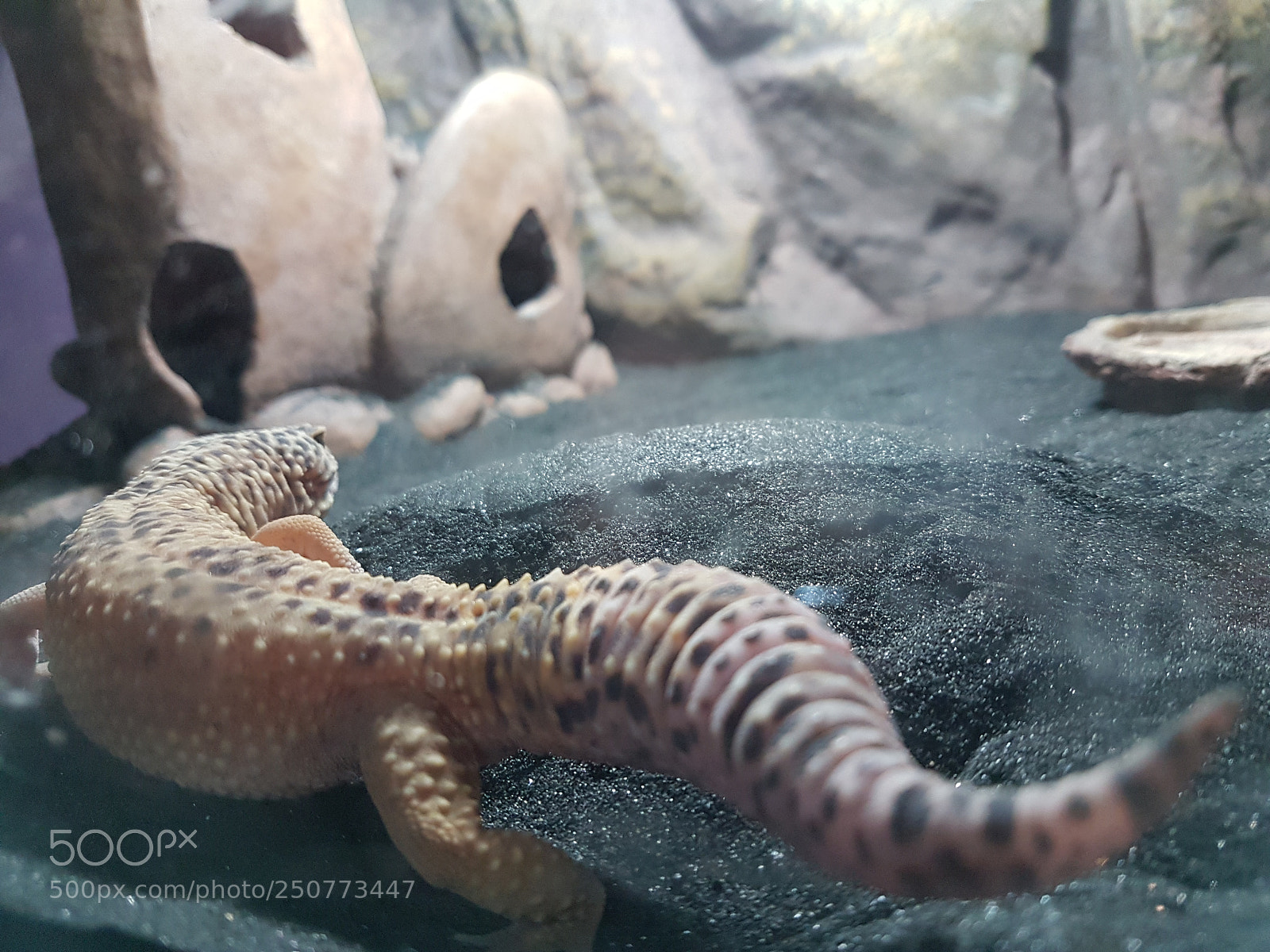 Samsung Galaxy S7 Edge sample photo. Gecko léopard photography