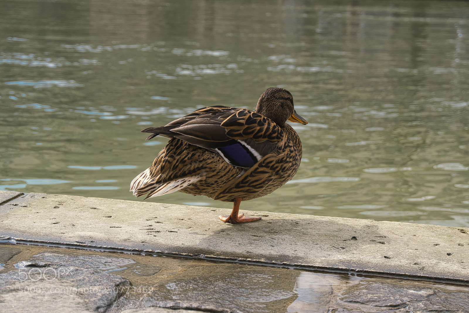 Sony a6000 sample photo. The big jump photography
