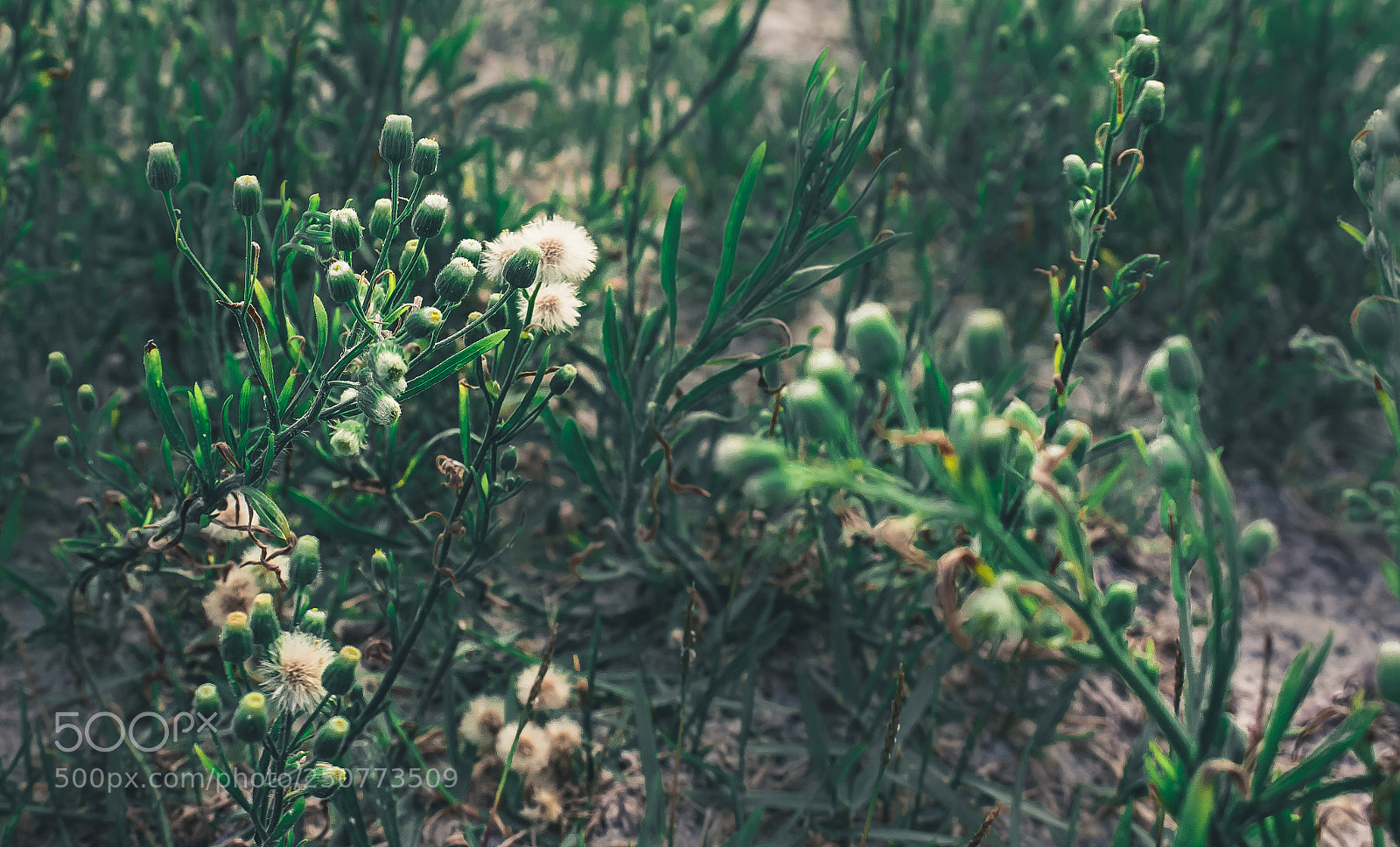 Canon EOS 700D (EOS Rebel T5i / EOS Kiss X7i) sample photo. Simplicity photography