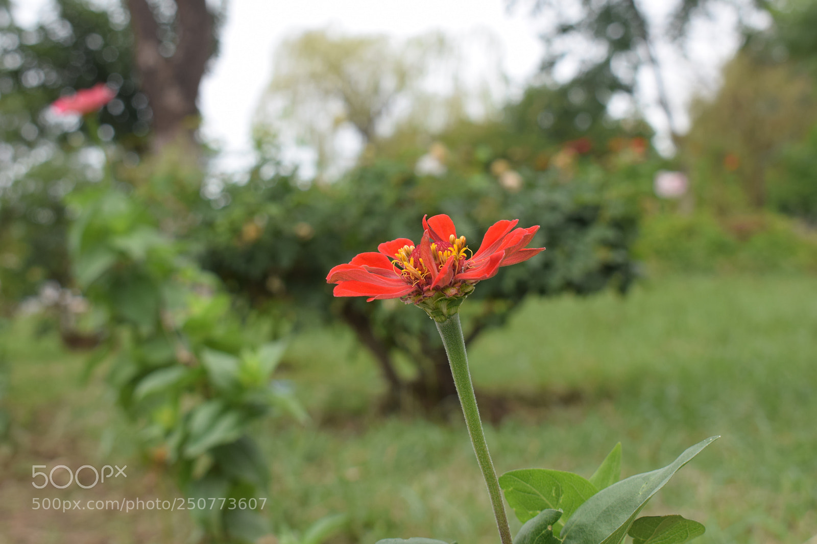 Nikon D5300 sample photo. Flor roja photography