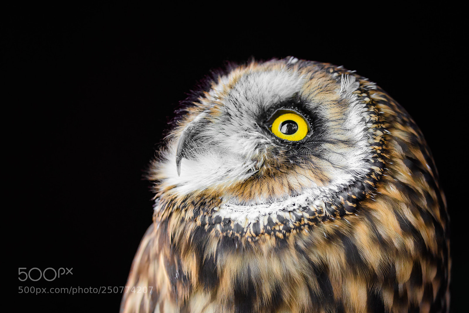 Nikon D500 sample photo. Owl gazing photography