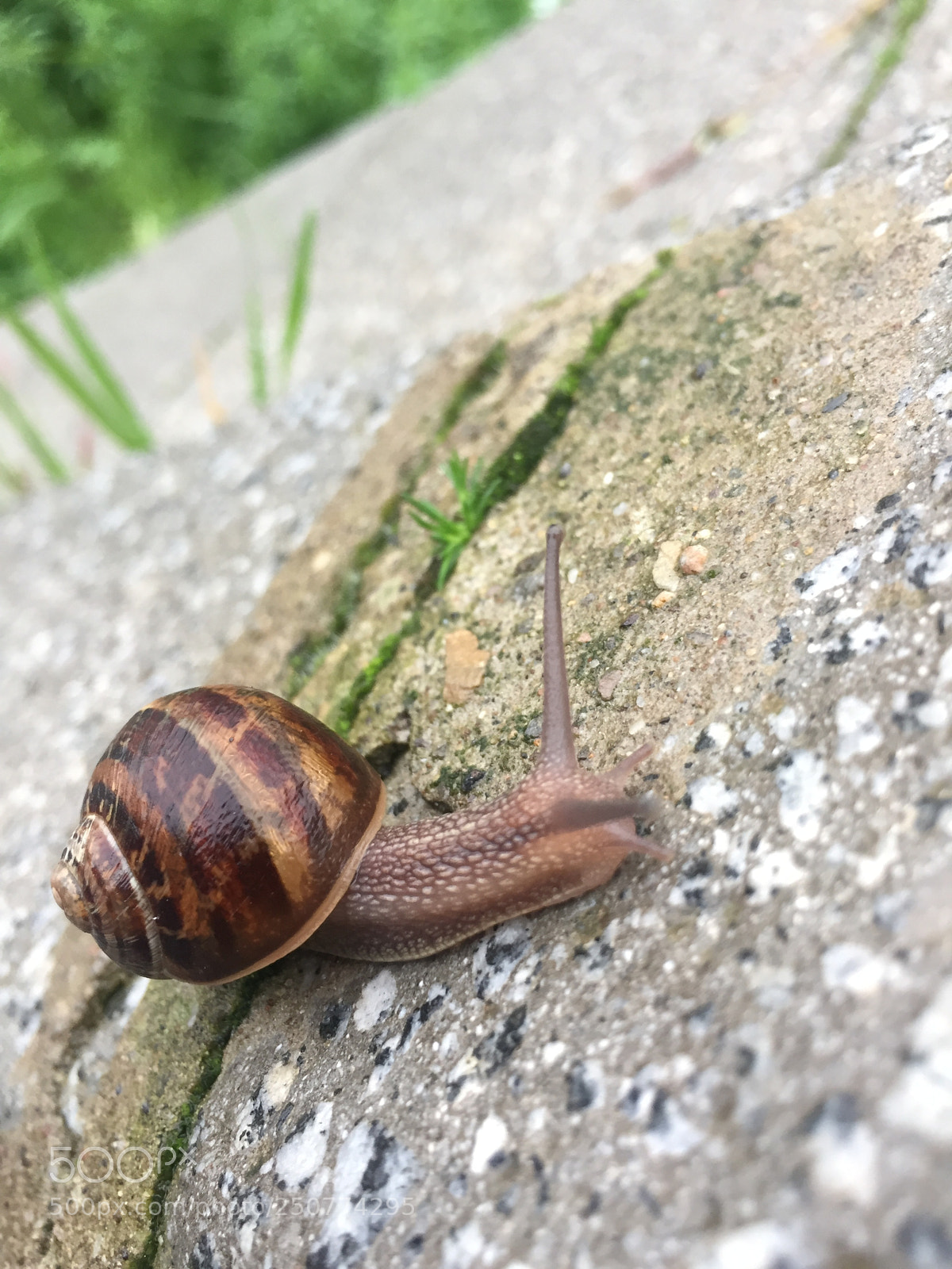 Apple iPhone 6 sample photo. Snail ? photography
