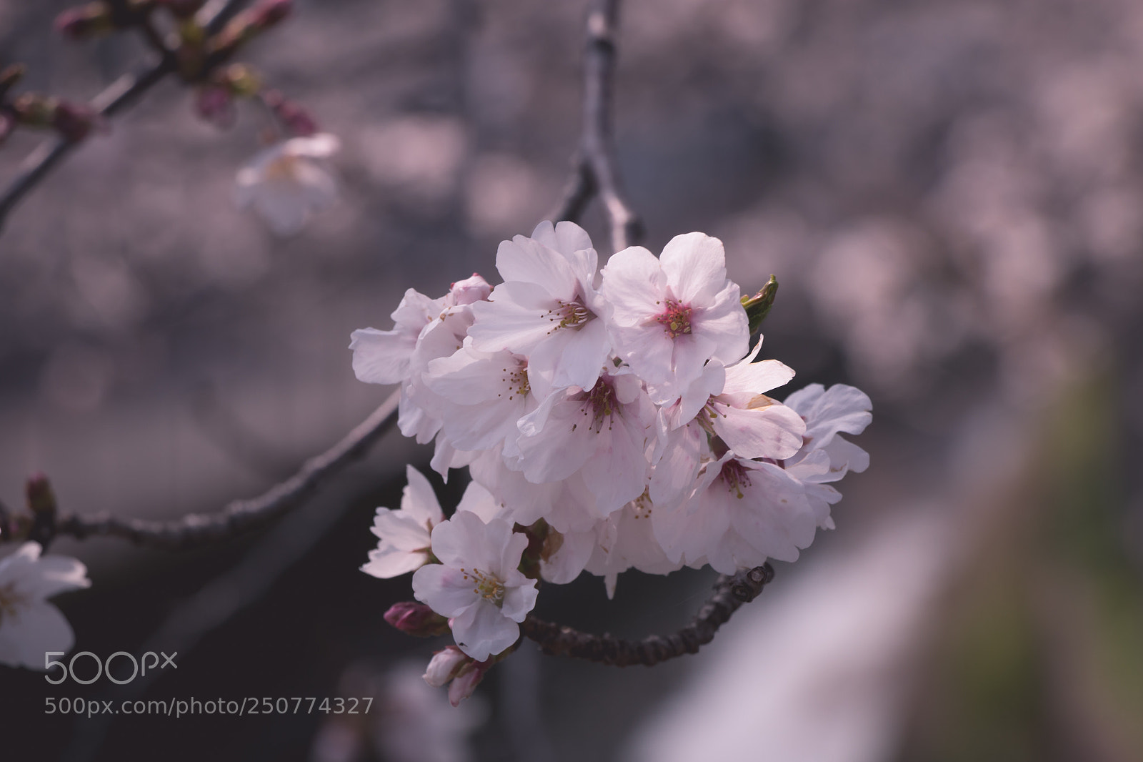 Canon EOS 70D sample photo. Sakura 2 photography