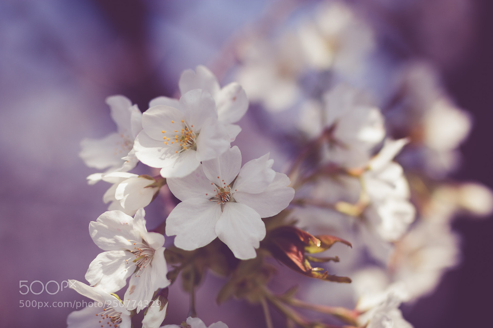 Canon EOS 70D sample photo. Sakura photography