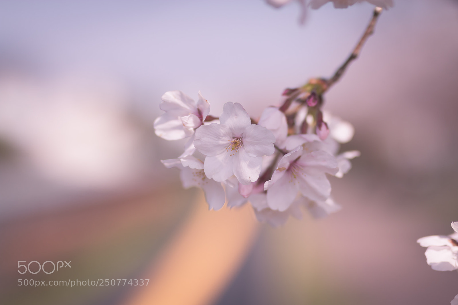 Canon EOS 70D sample photo. Sakura 3 photography