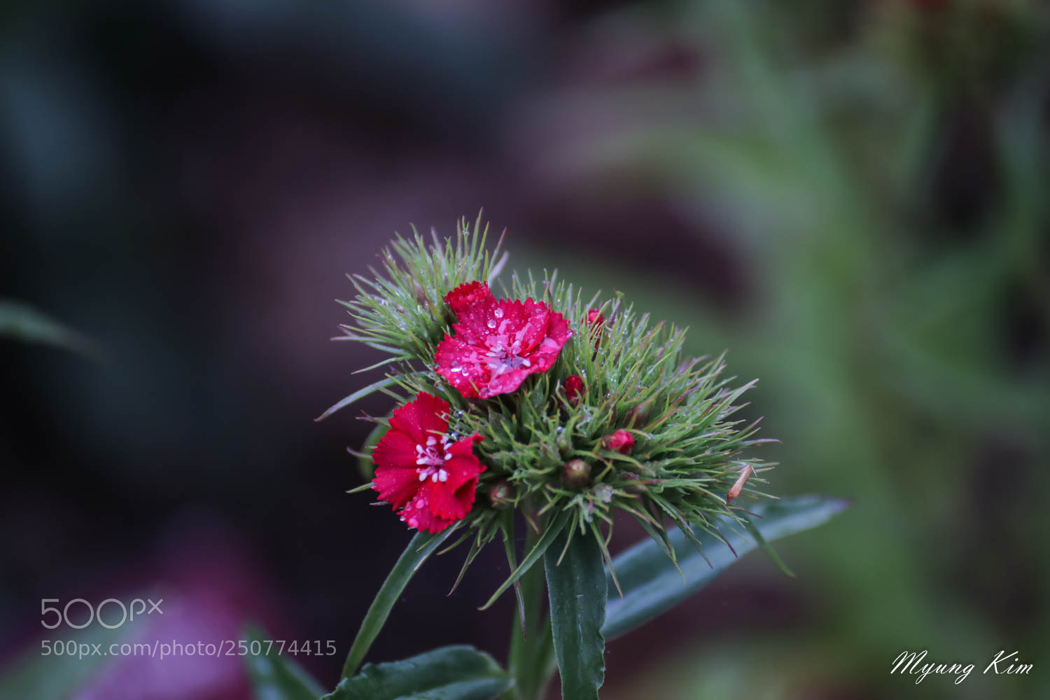 Canon EOS 5D Mark IV sample photo. Pa photography