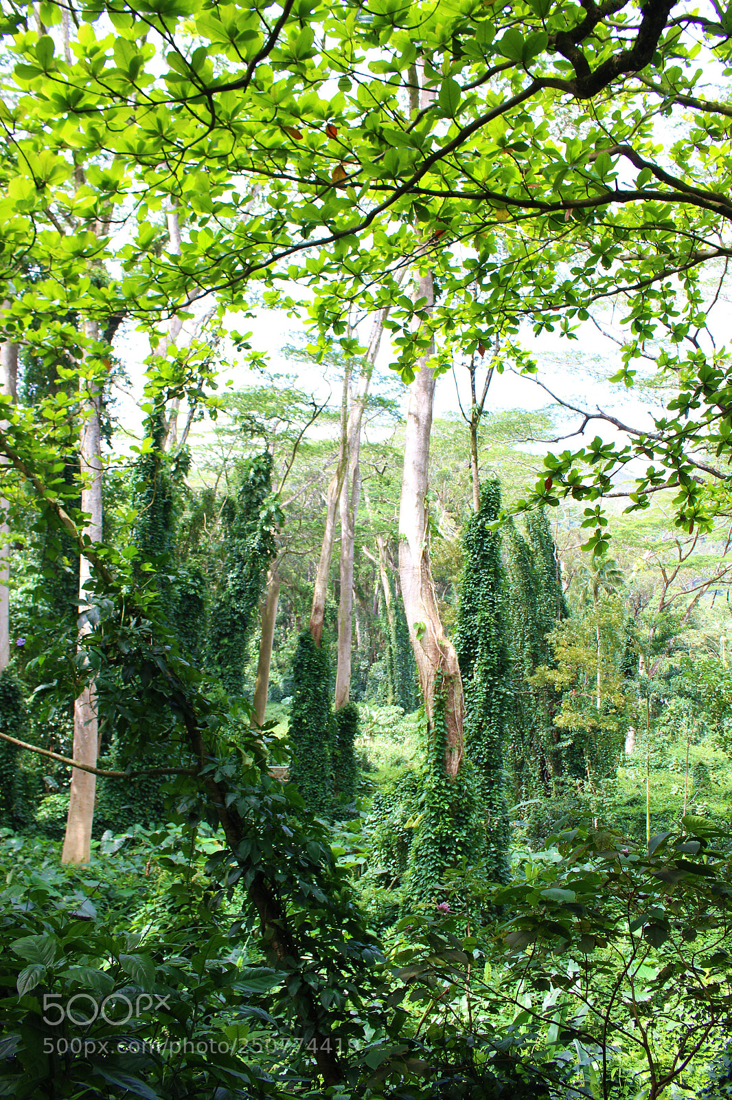 Canon EOS 700D (EOS Rebel T5i / EOS Kiss X7i) sample photo. Reach for the sun photography