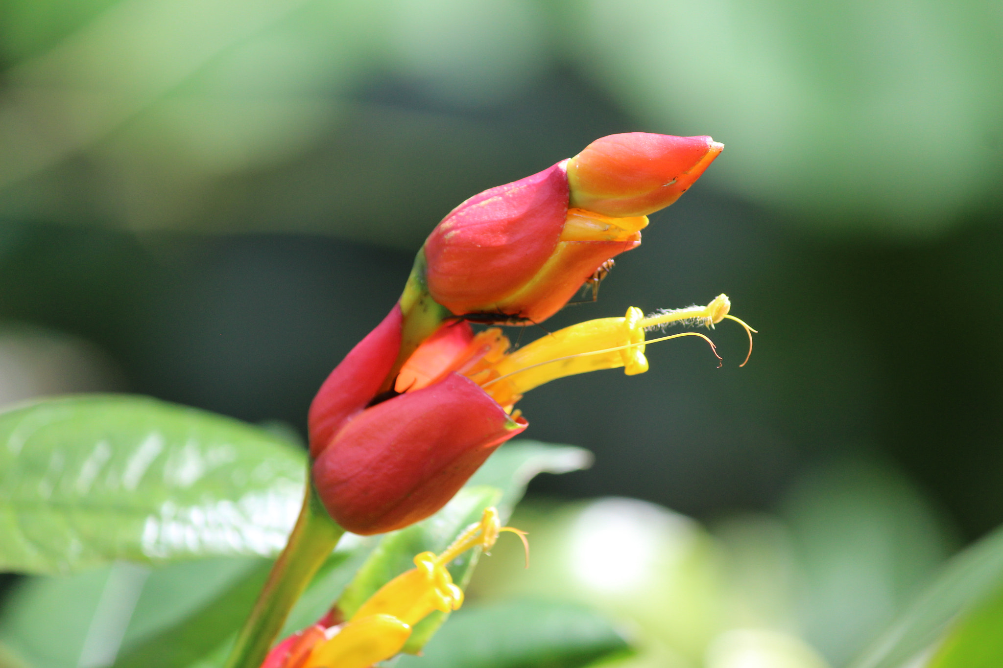 Canon EOS 700D (EOS Rebel T5i / EOS Kiss X7i) sample photo. A single bloom photography