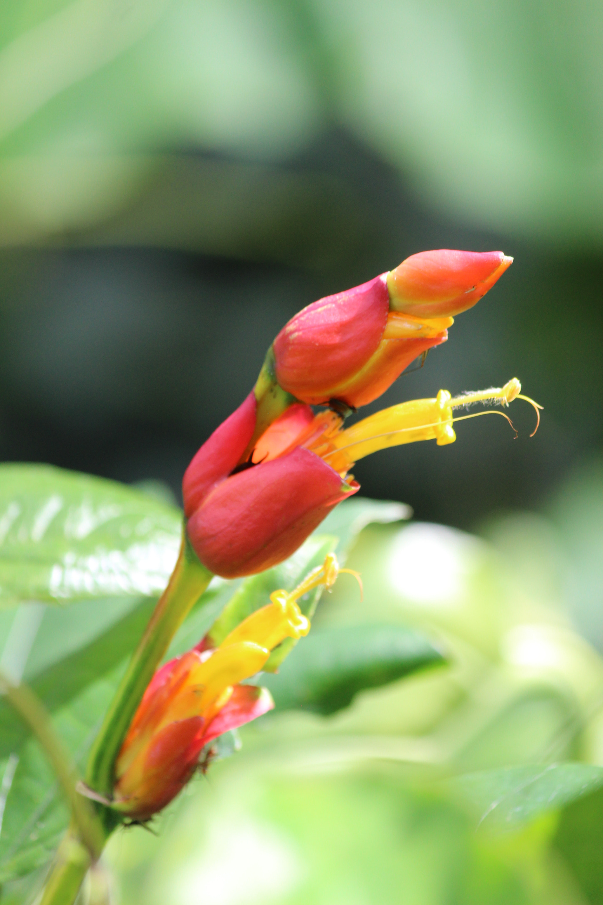 Canon EOS 700D (EOS Rebel T5i / EOS Kiss X7i) sample photo. A single bloom photography