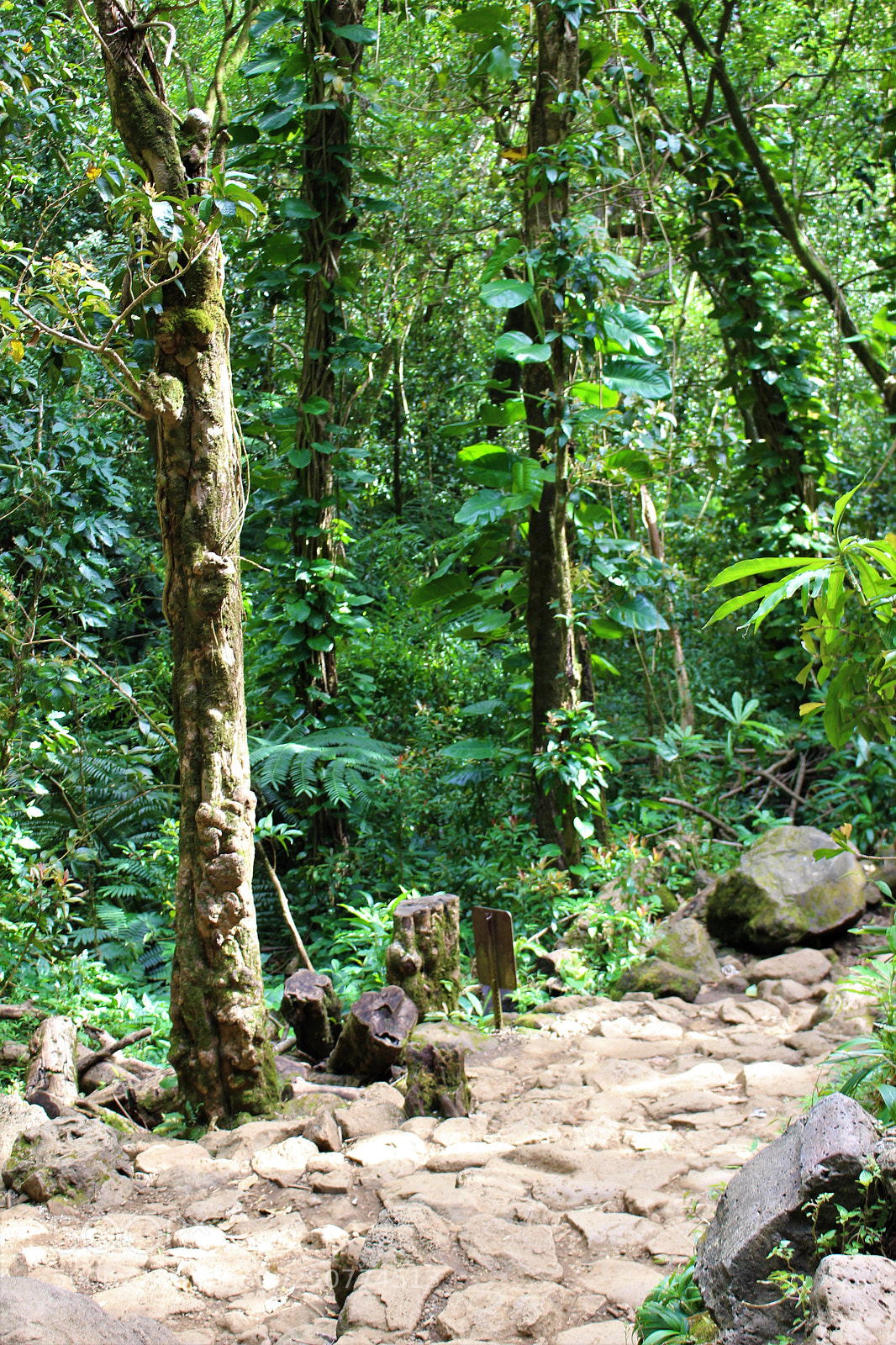 Canon EOS 700D (EOS Rebel T5i / EOS Kiss X7i) sample photo. A jungle path photography