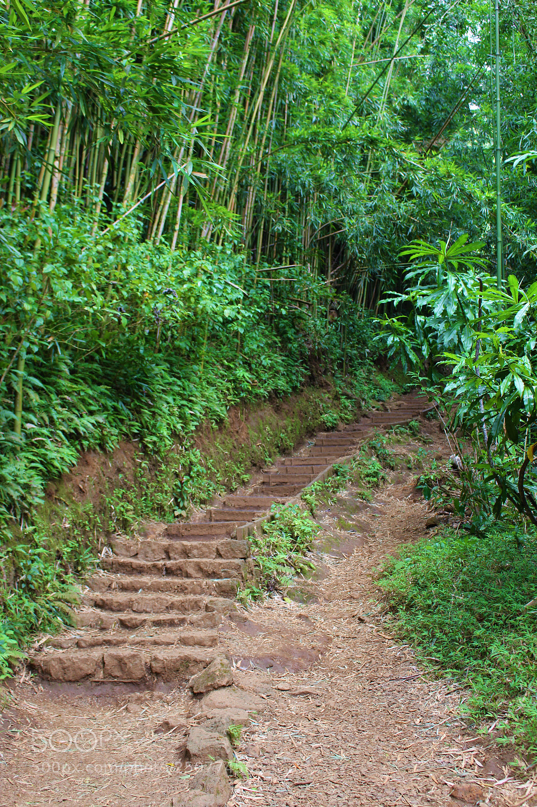 Canon EOS 700D (EOS Rebel T5i / EOS Kiss X7i) sample photo. The path to adventure photography