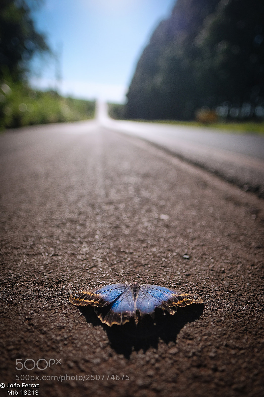 Fujifilm X-T10 sample photo. Dream... photography