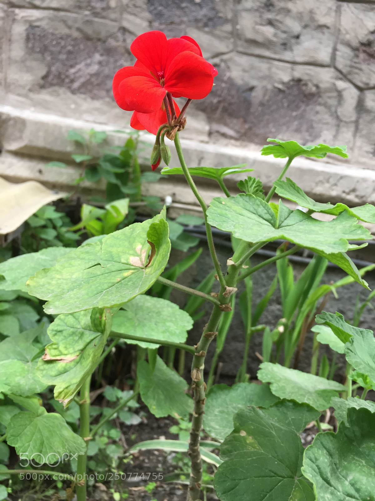 Apple iPhone 6 sample photo. Flower photography