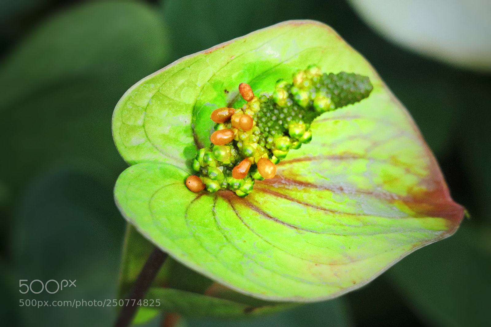 Canon EOS 800D (EOS Rebel T7i / EOS Kiss X9i) sample photo. A green flower head.  photography