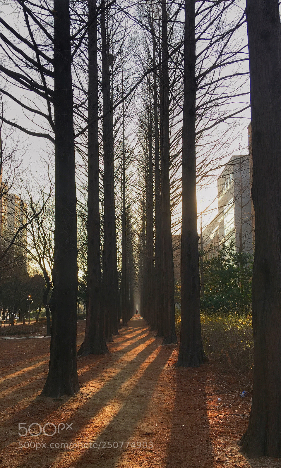 Apple iPhone 6s Plus sample photo. 아침에... photography
