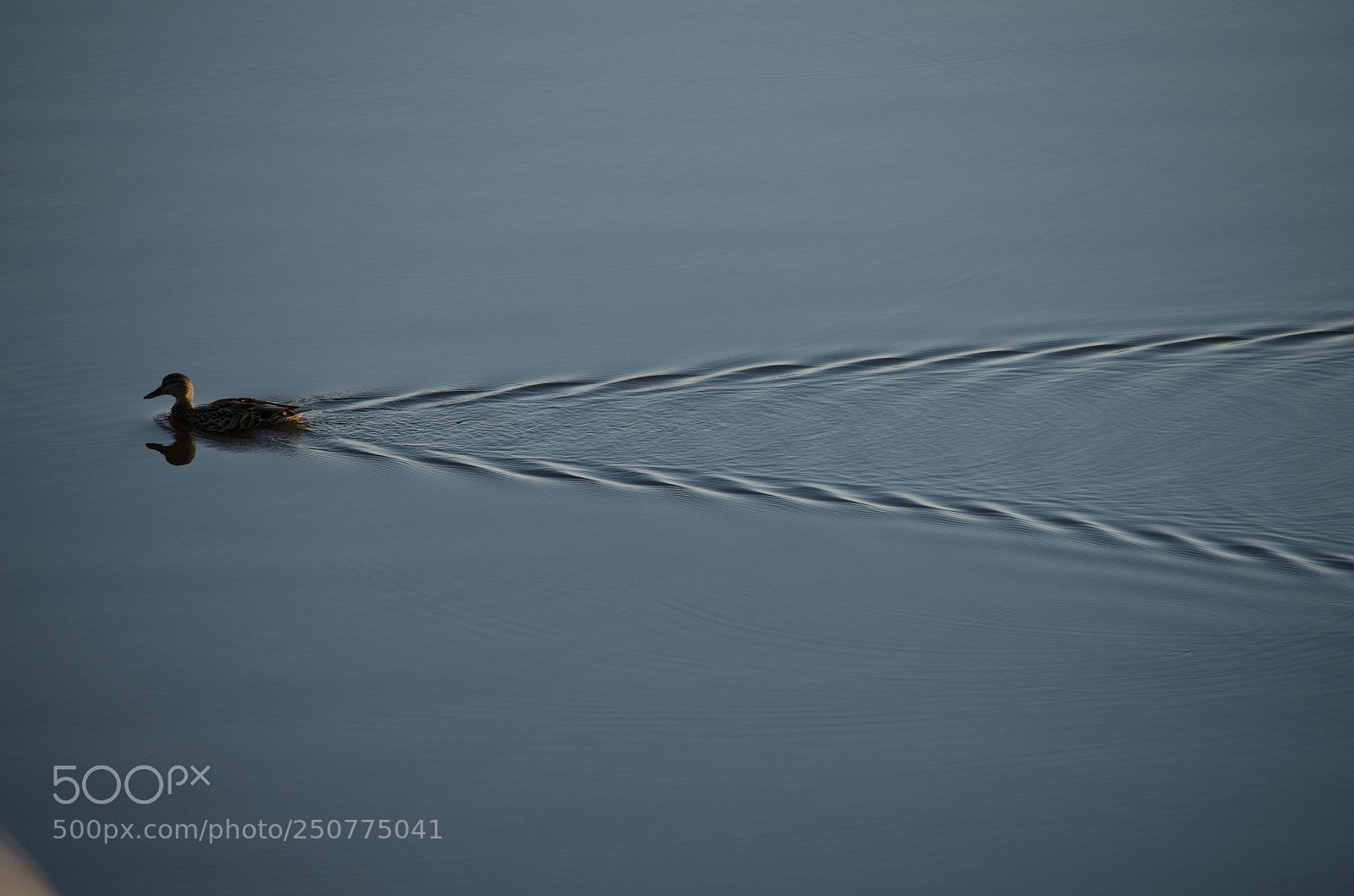Nikon D5100 sample photo. Ripples photography