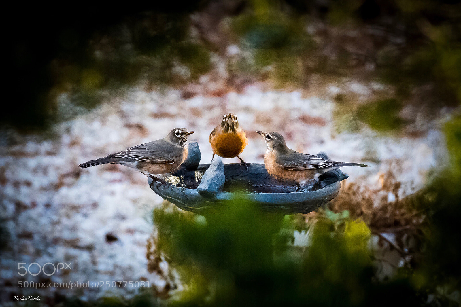 Nikon D500 sample photo. American robin / 4 photography