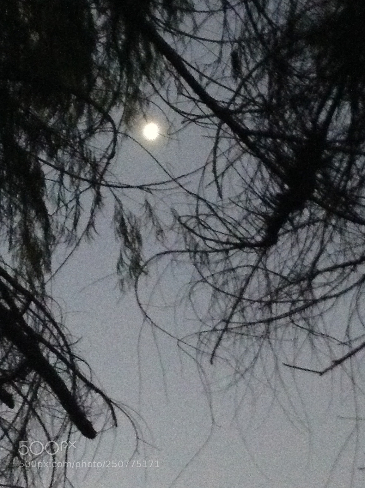 Apple iPod touch sample photo. Qué bonita luna photography