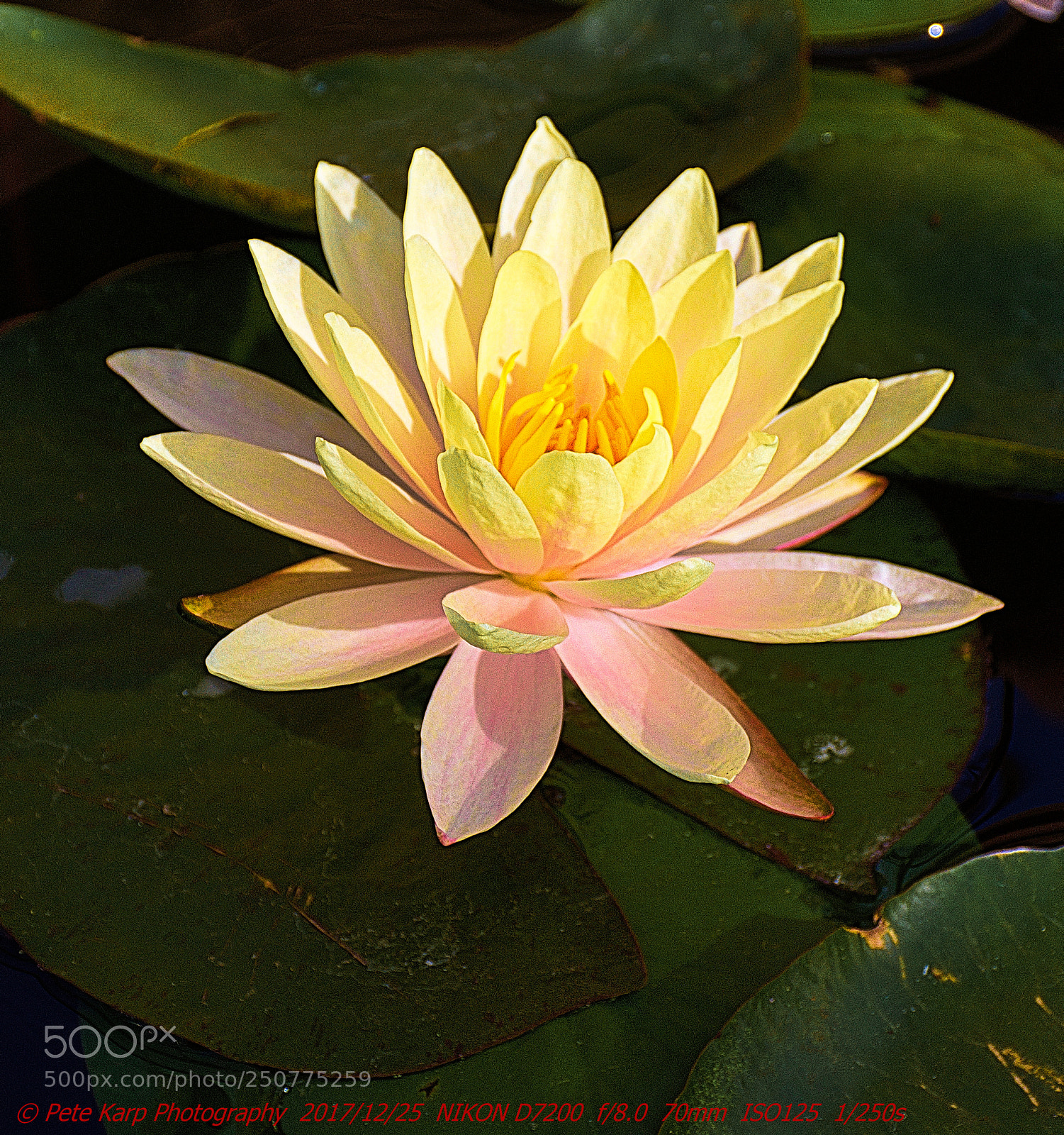 Nikon D7200 sample photo. Yellow lotus at queen photography