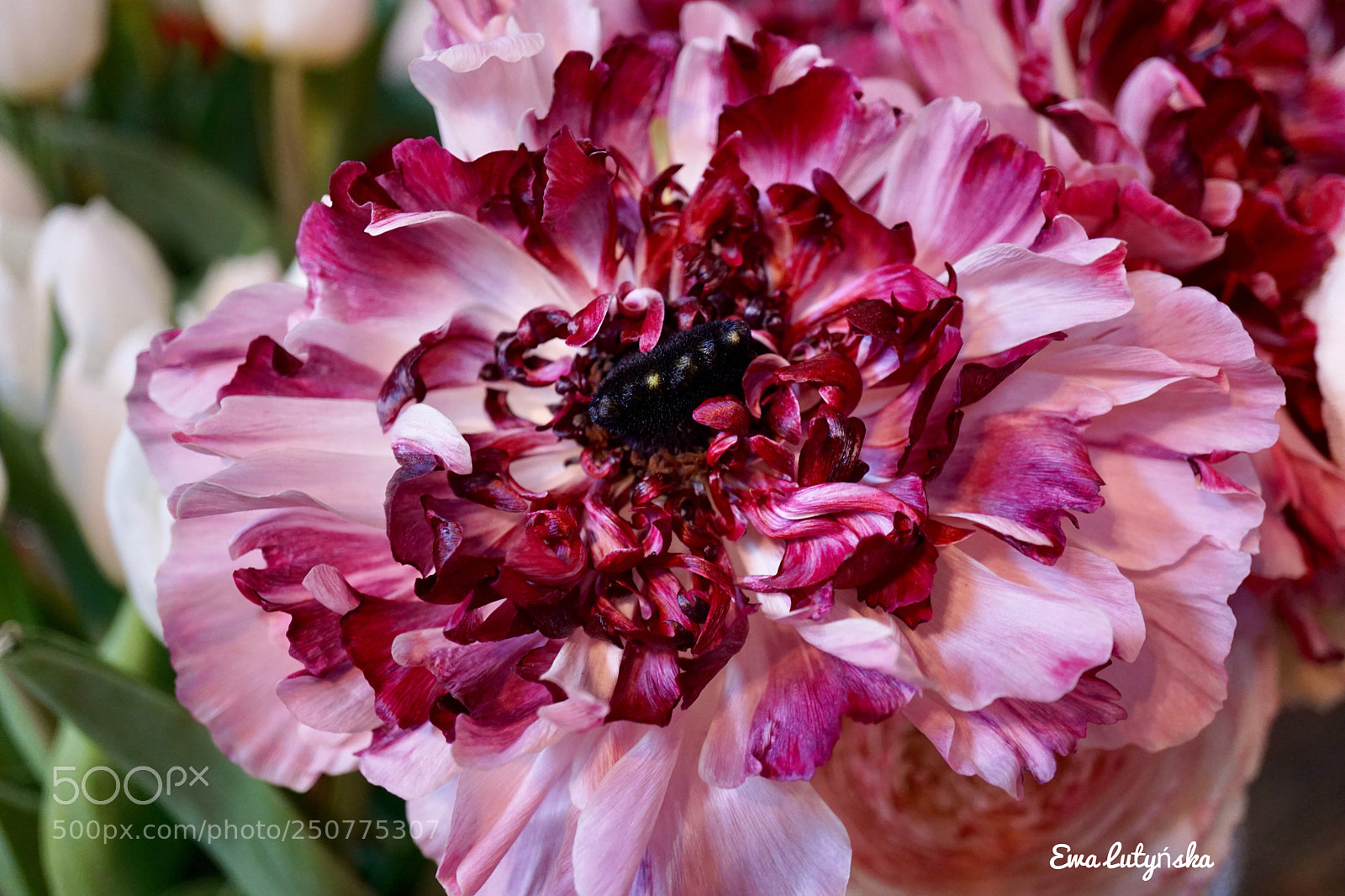 Sony a6000 sample photo. Ranunculus in showy colors. photography
