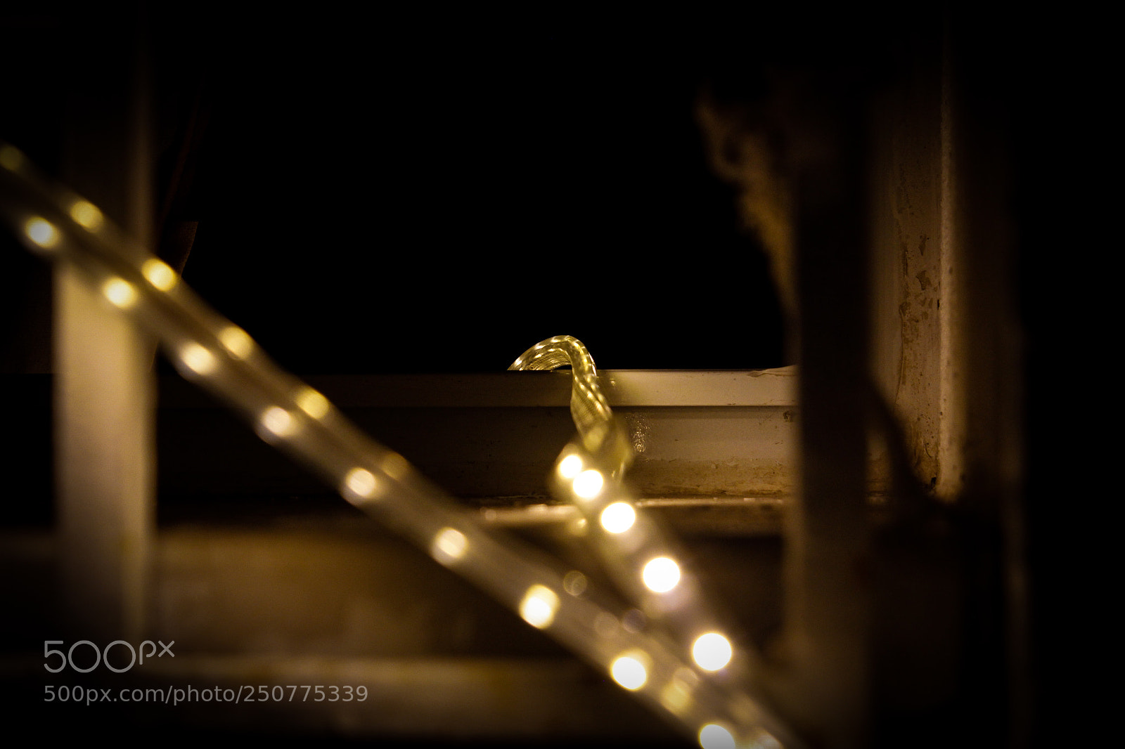 Canon EOS 600D (Rebel EOS T3i / EOS Kiss X5) sample photo. Hope's snake photography
