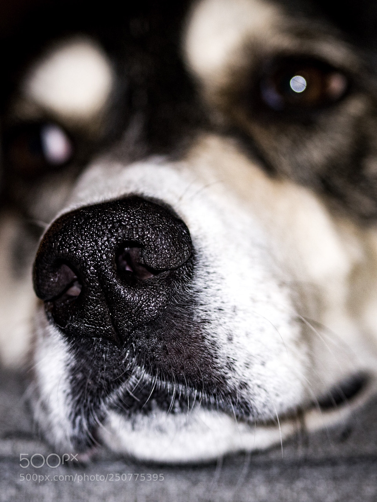 Panasonic Lumix DMC-GX8 sample photo. Roxie  photography
