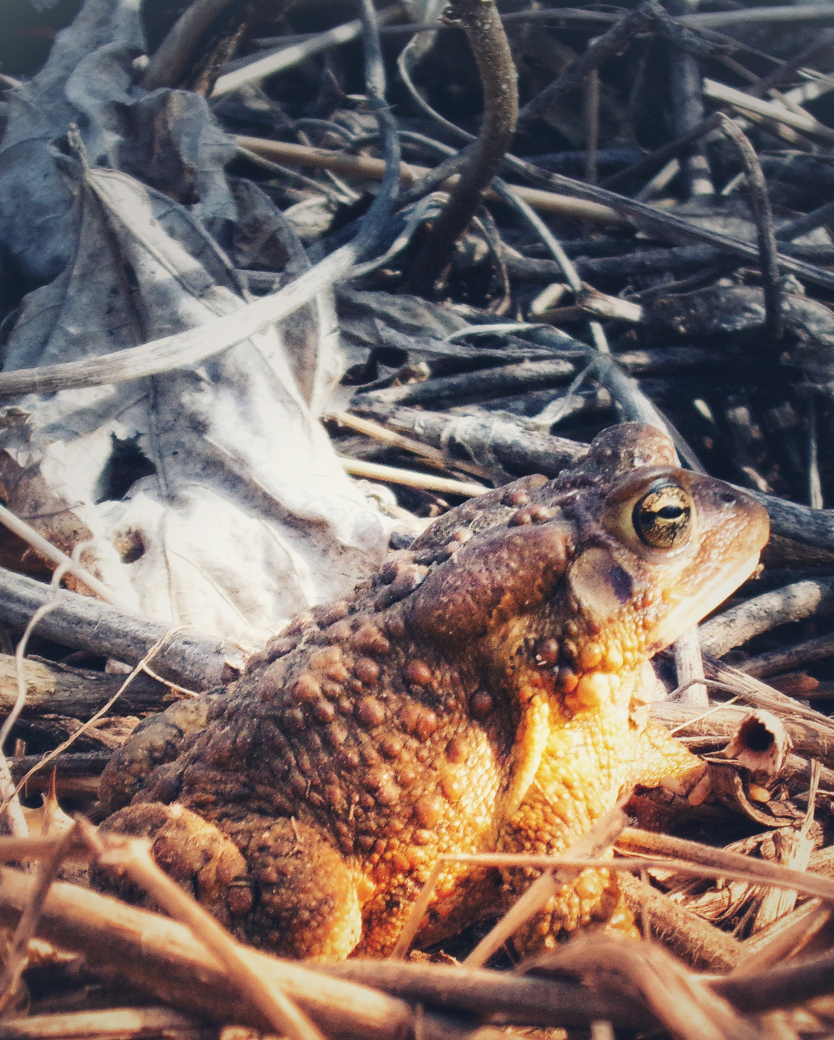 Kodak PIXPRO AZ251 sample photo. Froggy photography