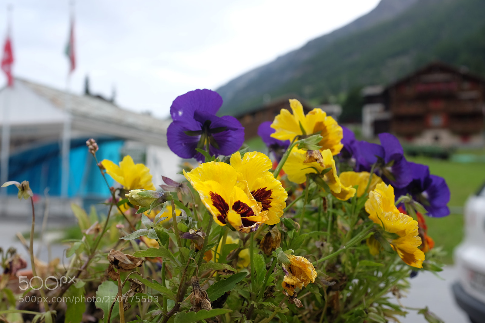 Fujifilm X100S sample photo. анютины глазки в randa photography