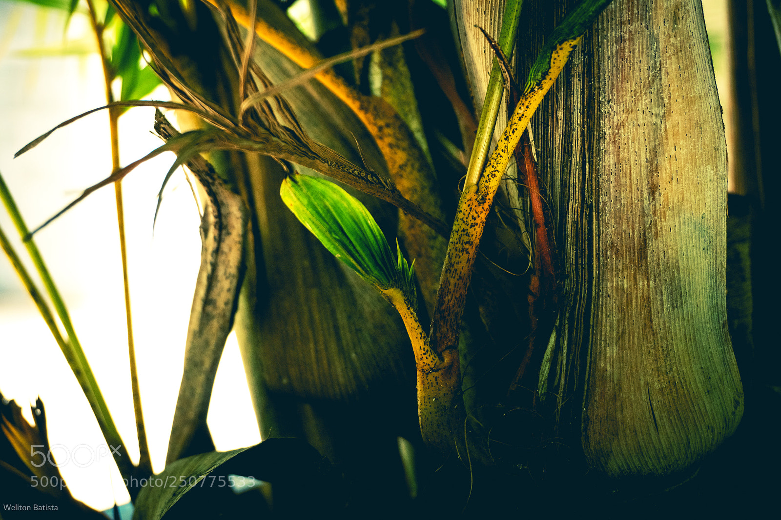 Sony a6300 sample photo. Planta de ornamentação photography