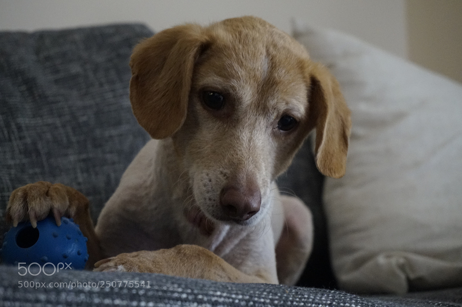 Sony Alpha a5000 (ILCE 5000) sample photo. Portrait of max photography