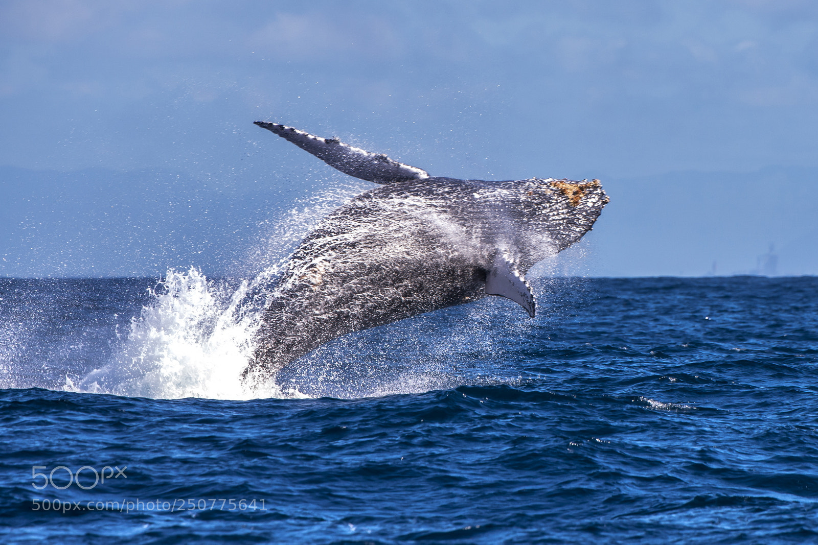 Nikon D800 sample photo. Baleia-jubarte megaptera novaeangliae humpback photography