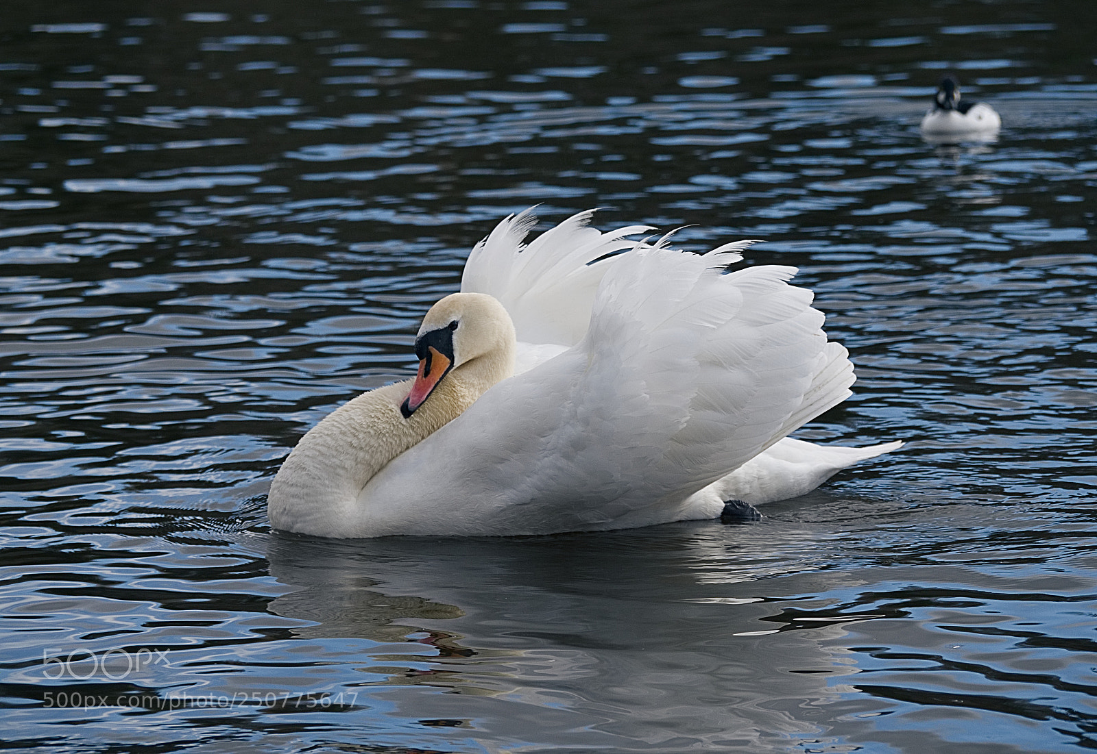 Panasonic Lumix DMC-GX8 sample photo. Gliding swan photography