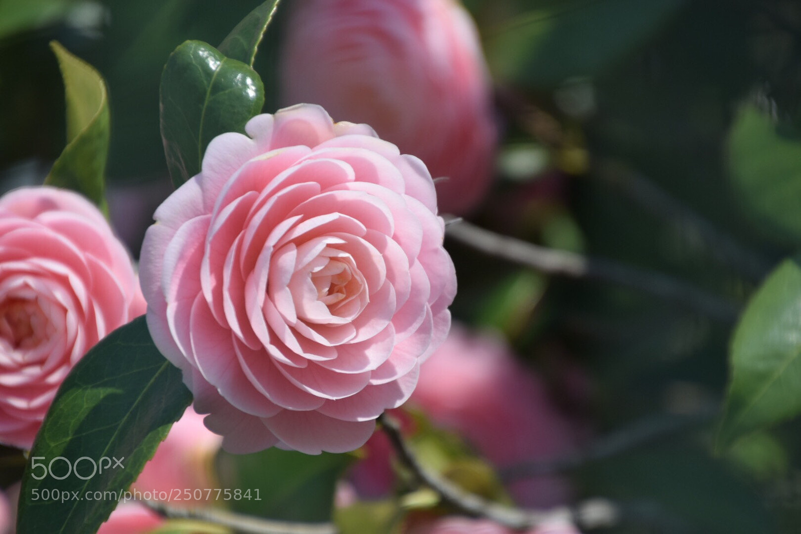 Nikon D5300 sample photo. Untitled photography