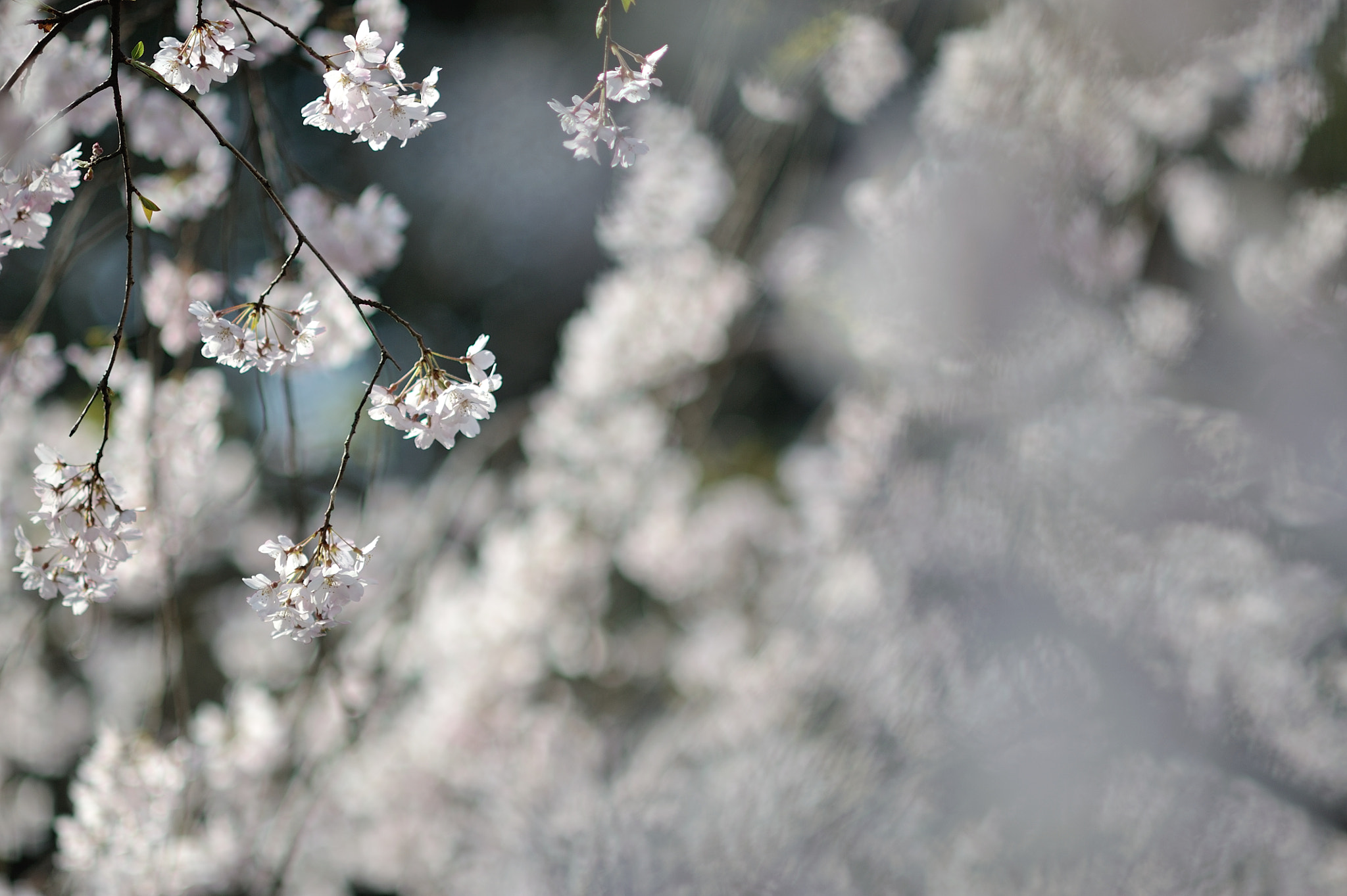 AF DC-Nikkor 135mm f/2D sample photo. Spring for tokyoites photography