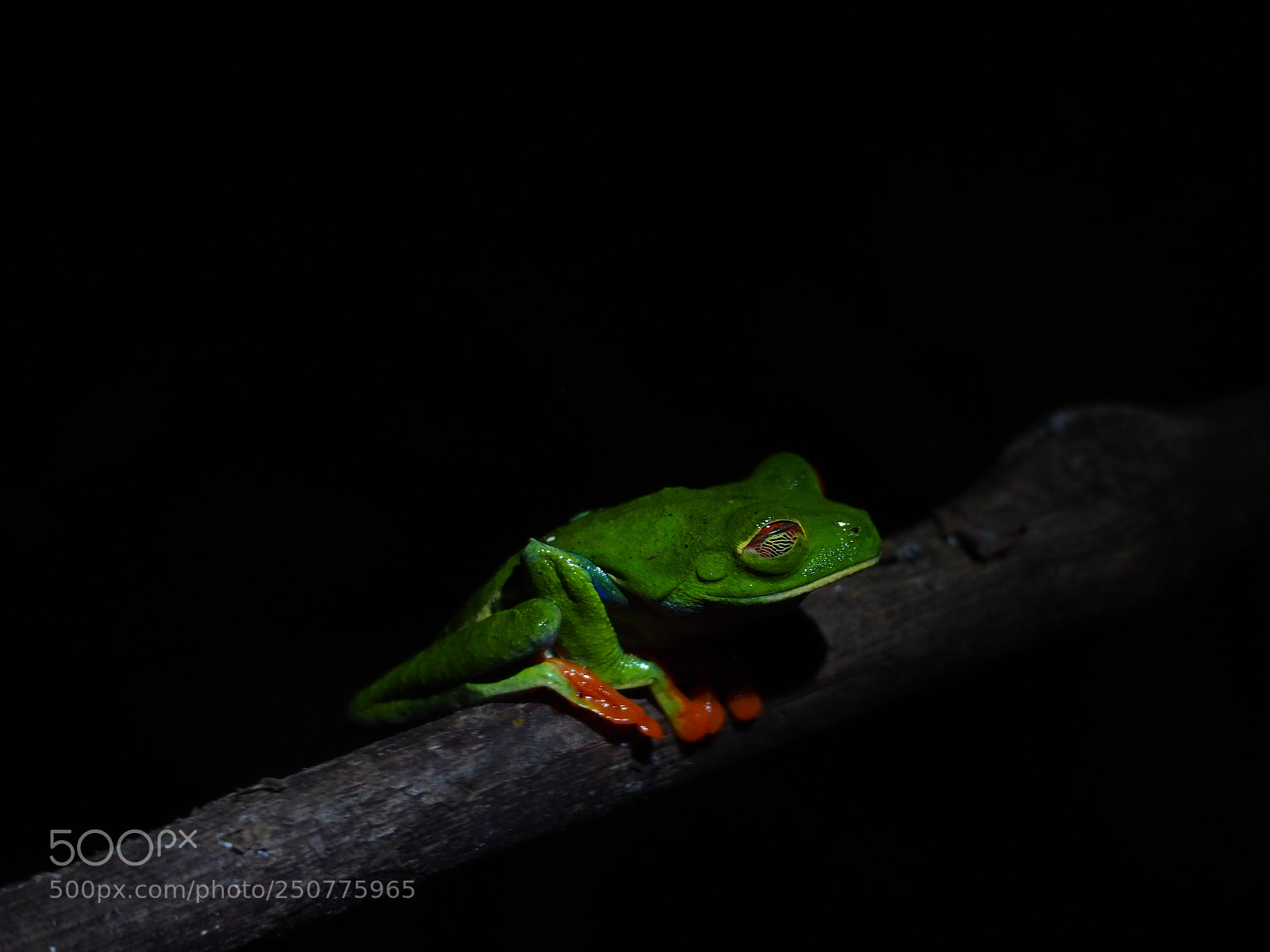 Olympus OM-D E-M10 II sample photo. Arenal - red-eyed tree photography