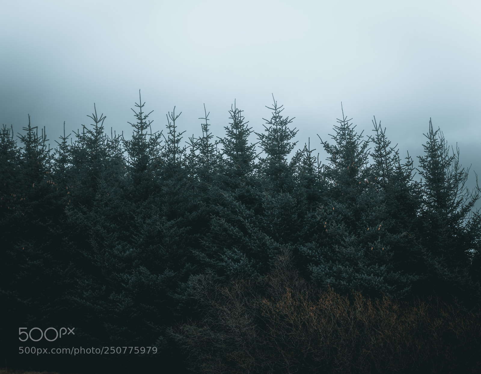 Sony a7 sample photo. Overcast photography