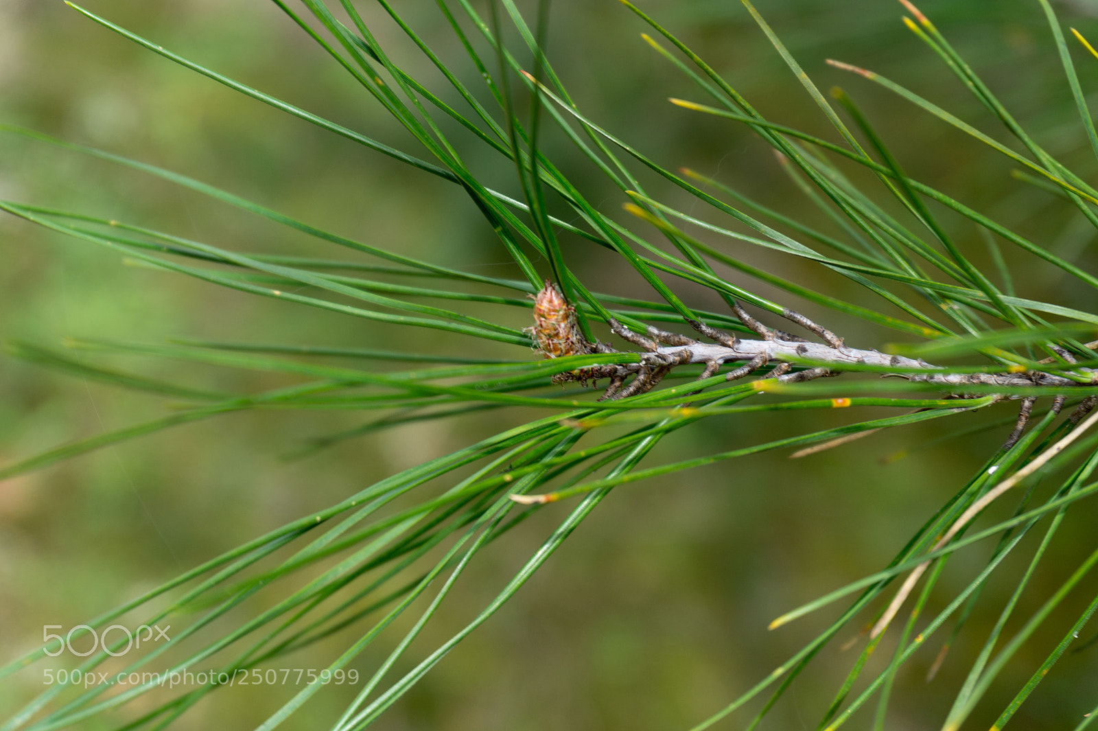 Sony Alpha a5000 (ILCE 5000) sample photo. Just a pine tree photography
