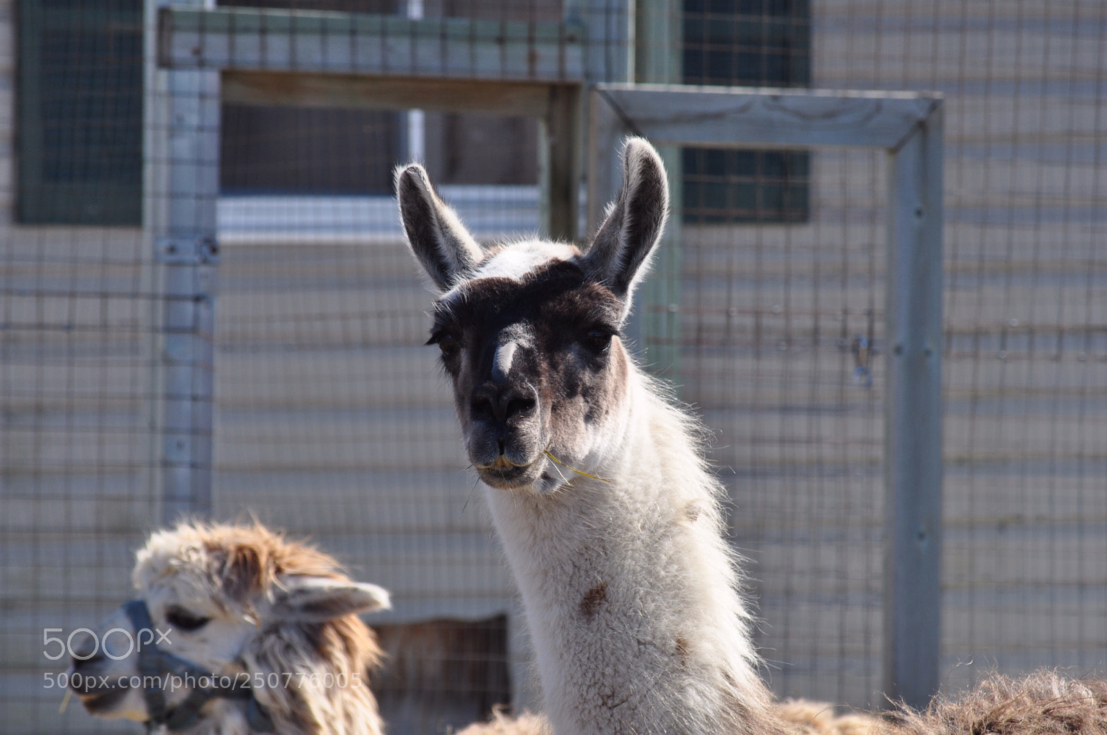 Nikon D5000 sample photo. Llama guys photography