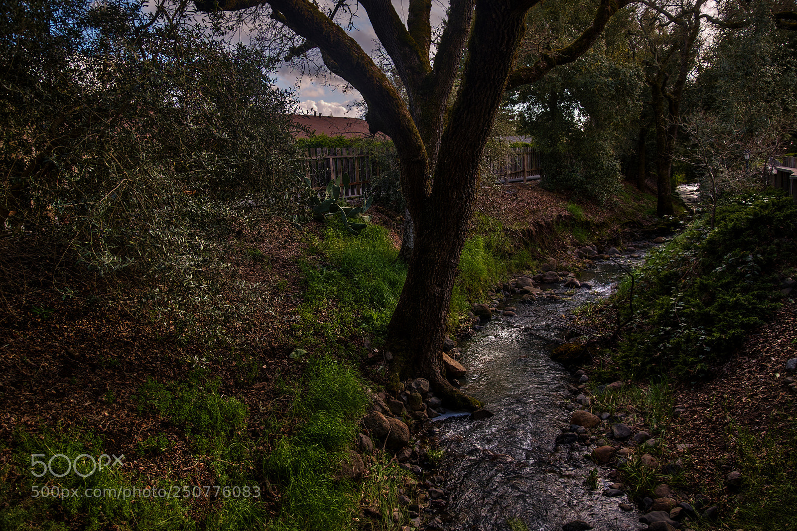 Nikon D850 sample photo. Seasonal creek behind my photography