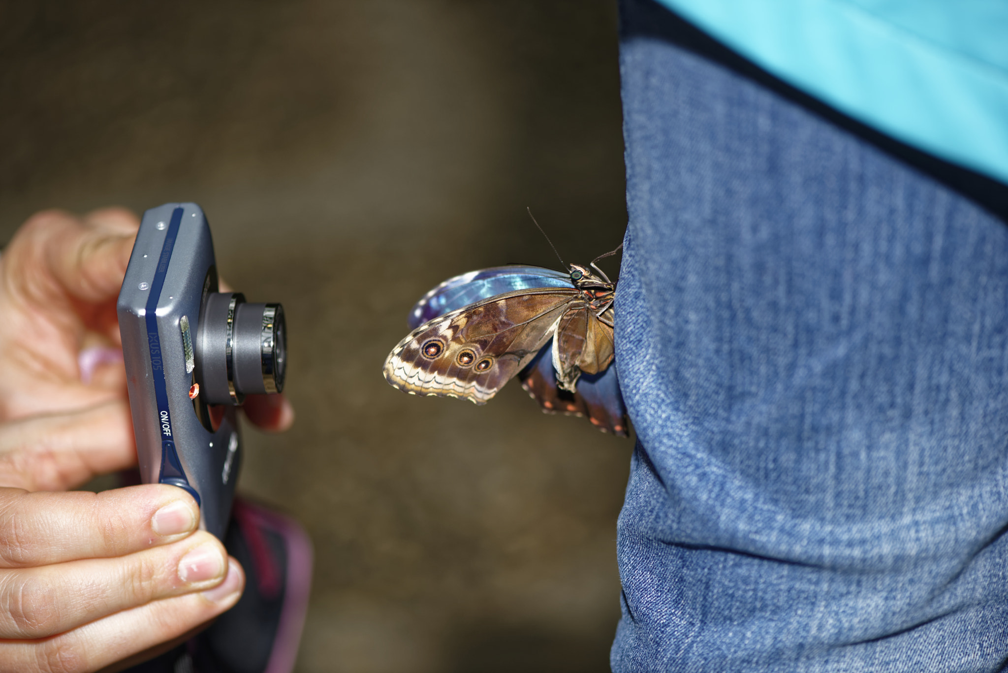 Nikon D810 sample photo. Diurnal butterfly on jeans. photography