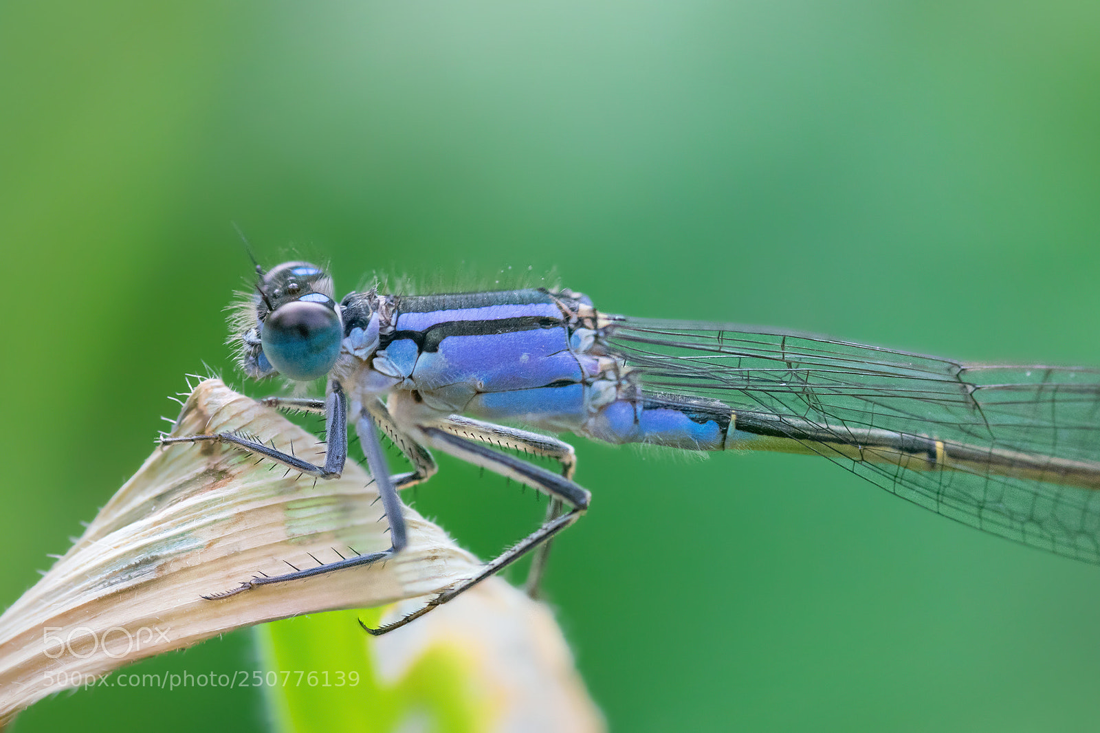 Nikon D3300 sample photo. Damsel photography