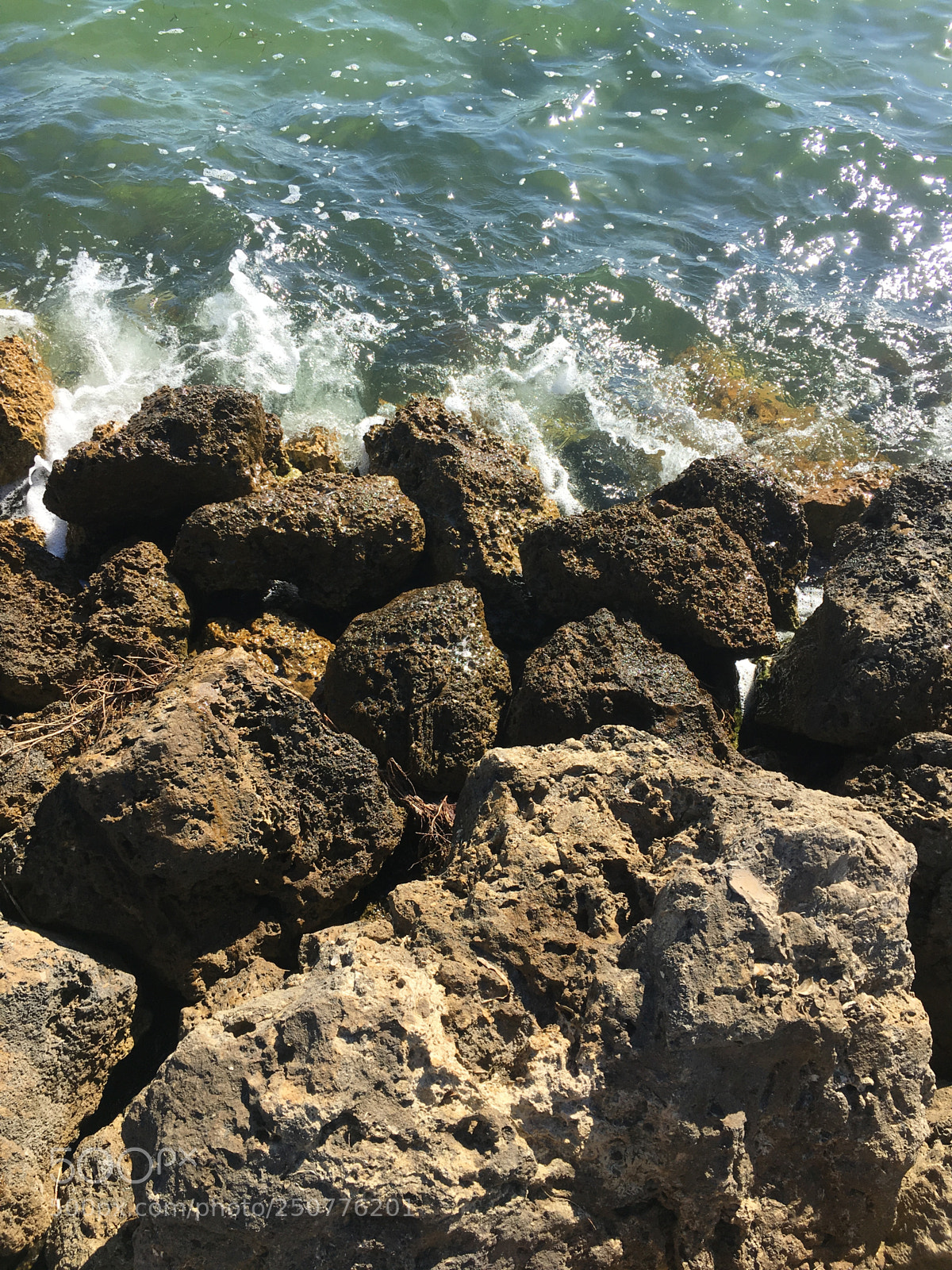 Apple iPhone 6s sample photo. Florida nature photography