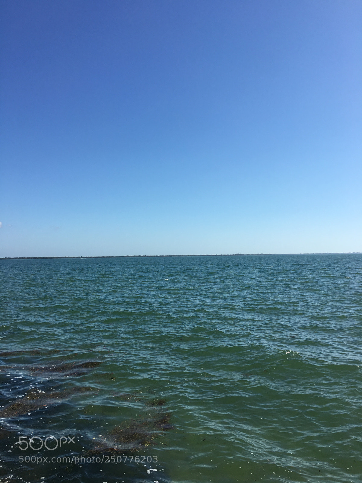 Apple iPhone 6s sample photo. Florida nature photography