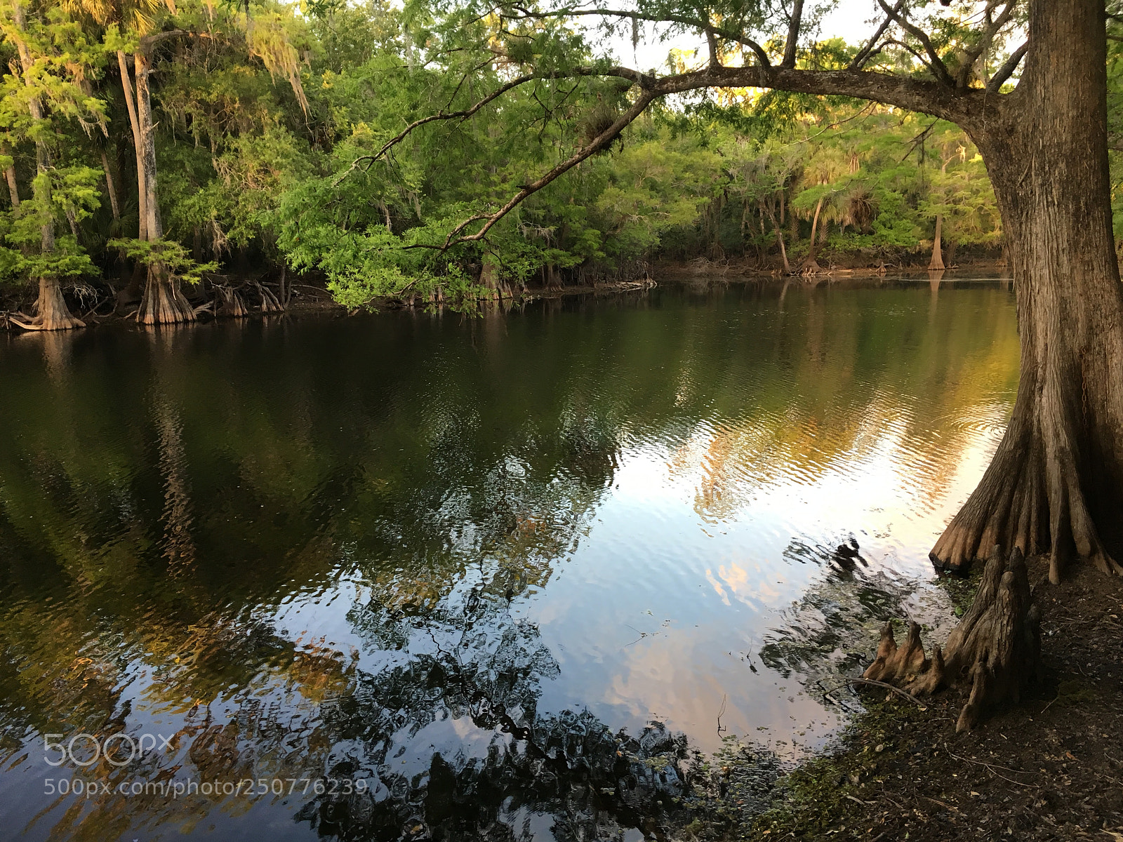 Apple iPhone 6s sample photo. Florida nature photography