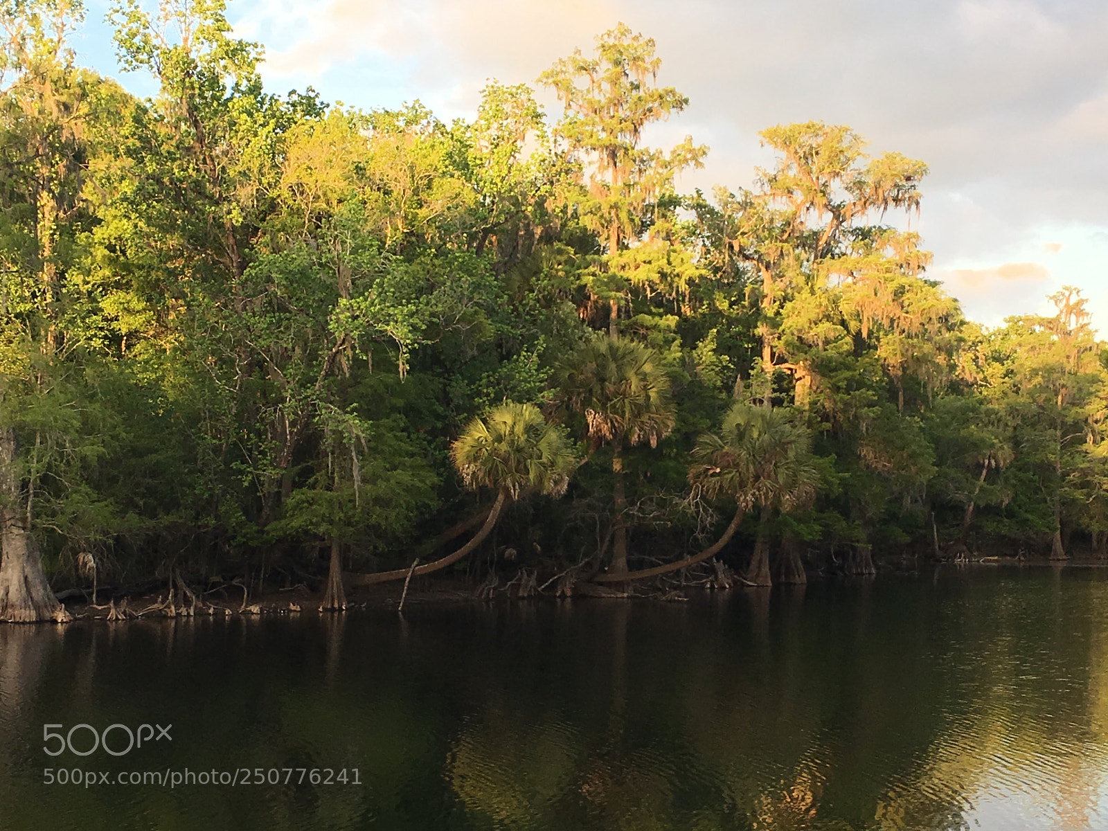 Apple iPhone 6s sample photo. Florida nature photography