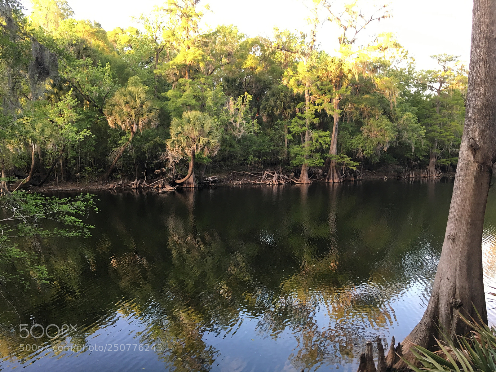 Apple iPhone 6s sample photo. Florida nature photography