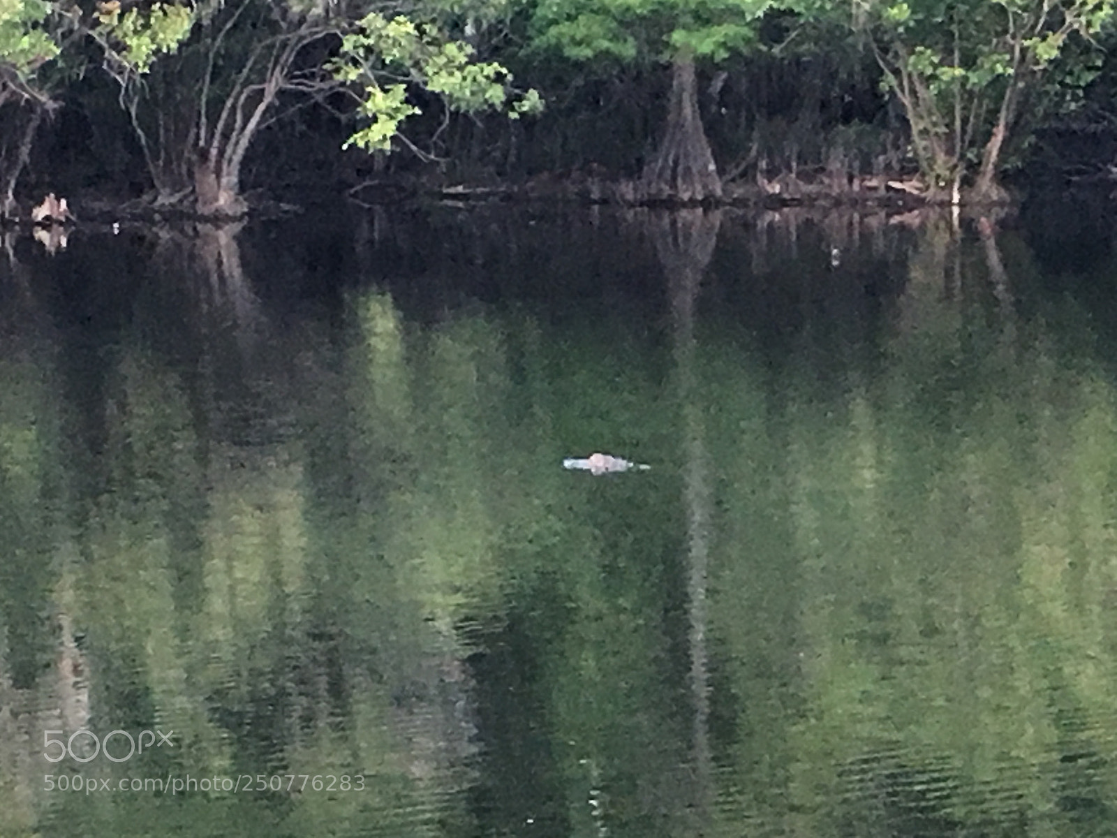 Apple iPhone 6s sample photo. Florida nature photography