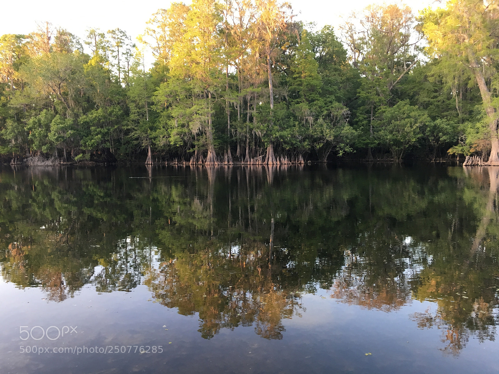 Apple iPhone 6s sample photo. Florida nature photography
